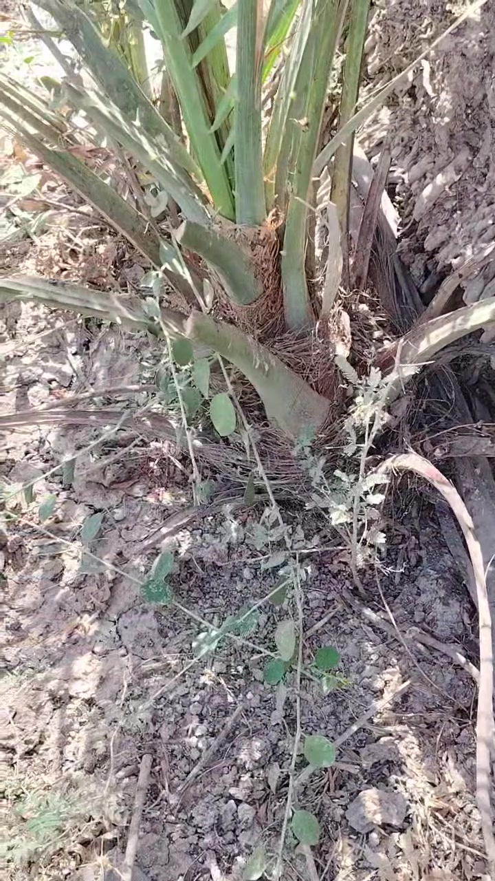 نخله نوعه تبرزل معه فسلان ٤ ليريده يخابرني عليه
عيني نخله انطيه بلاش في سبيل الله تجي تشلعه وتاخذه واني خادم 🌴🌴🌴
