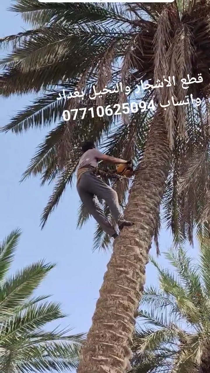 بغداد • بستنة • كرخ رصافة