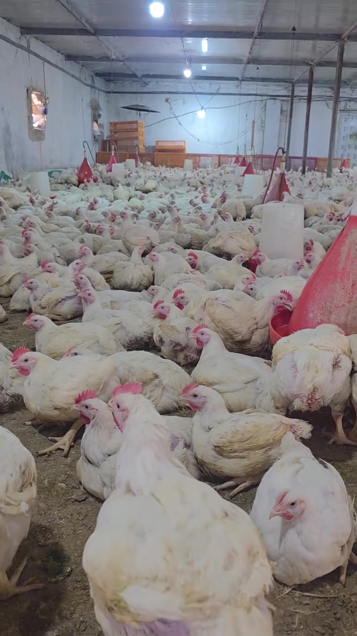 دجاج 🐔 العبيدي 
العنوان/بهرز/ الفضوة 
سعر الكيلووو 2900 مع التنظيف 
***********

