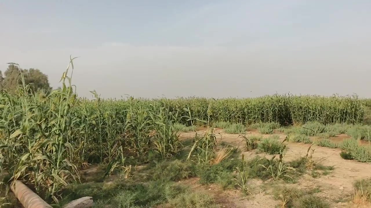 الرحاب • قرب عين صيد • أرض