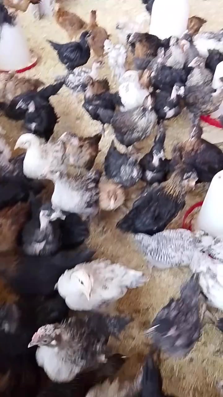 متاح فراريج ابو ركيبه وساده شرط الصحه والنضافه  العمر شهرين ملقحات لقاح ثلاثي ورباعي حقن غير متواجد على الخاص الاتصال على الرقم او على الواتساب العنوان كركوك ساحه الطيران‏‪***********‬‏

