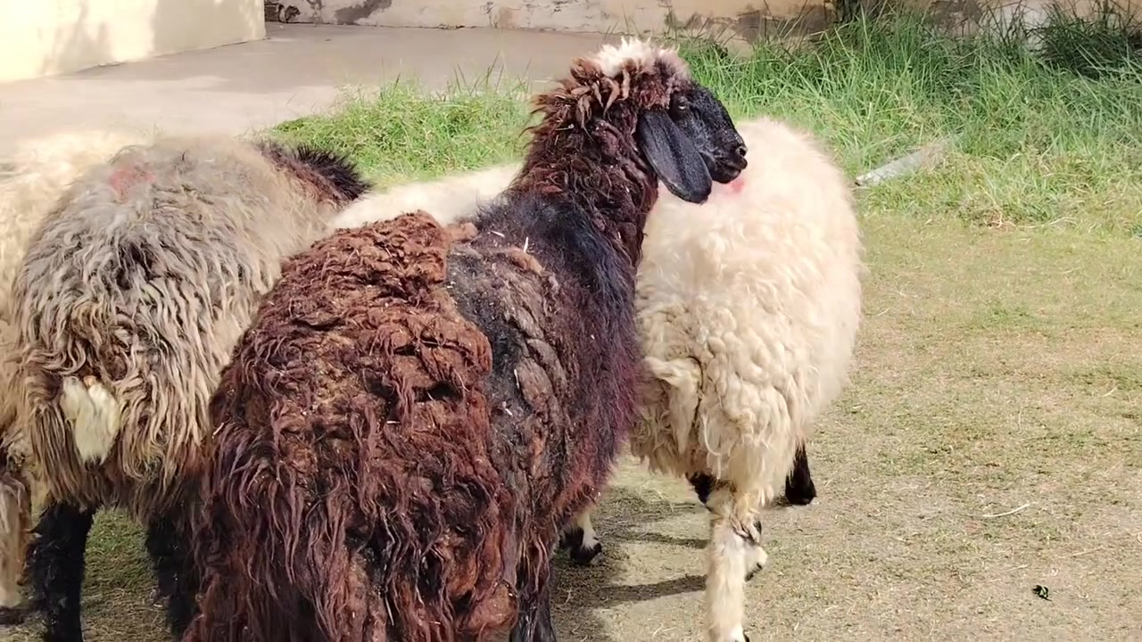 صلاح الدين بيجي • العدد ٥ • مكفول