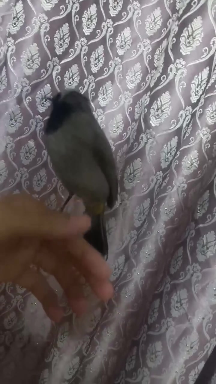 السلام عليكم عندي بلبل نوع جنس ما اعرف فول اليف يطلع بره  برواز فول نضافه ميه من ميه مكاني بغداد كماليه  رقمي ***********  سعر ٨٠ الف بالعافيه على ياخذه
