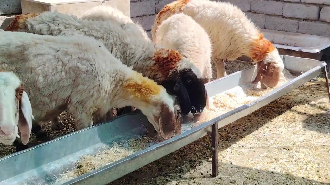 السلام عليكم اخوان للبيع نعاج العدد 7 كلهم سن وشطر علئ كل عيب مال جناي
خشانه فول شرط مكفولات المكان صلاح الدين بيجي للاتصال ***********
