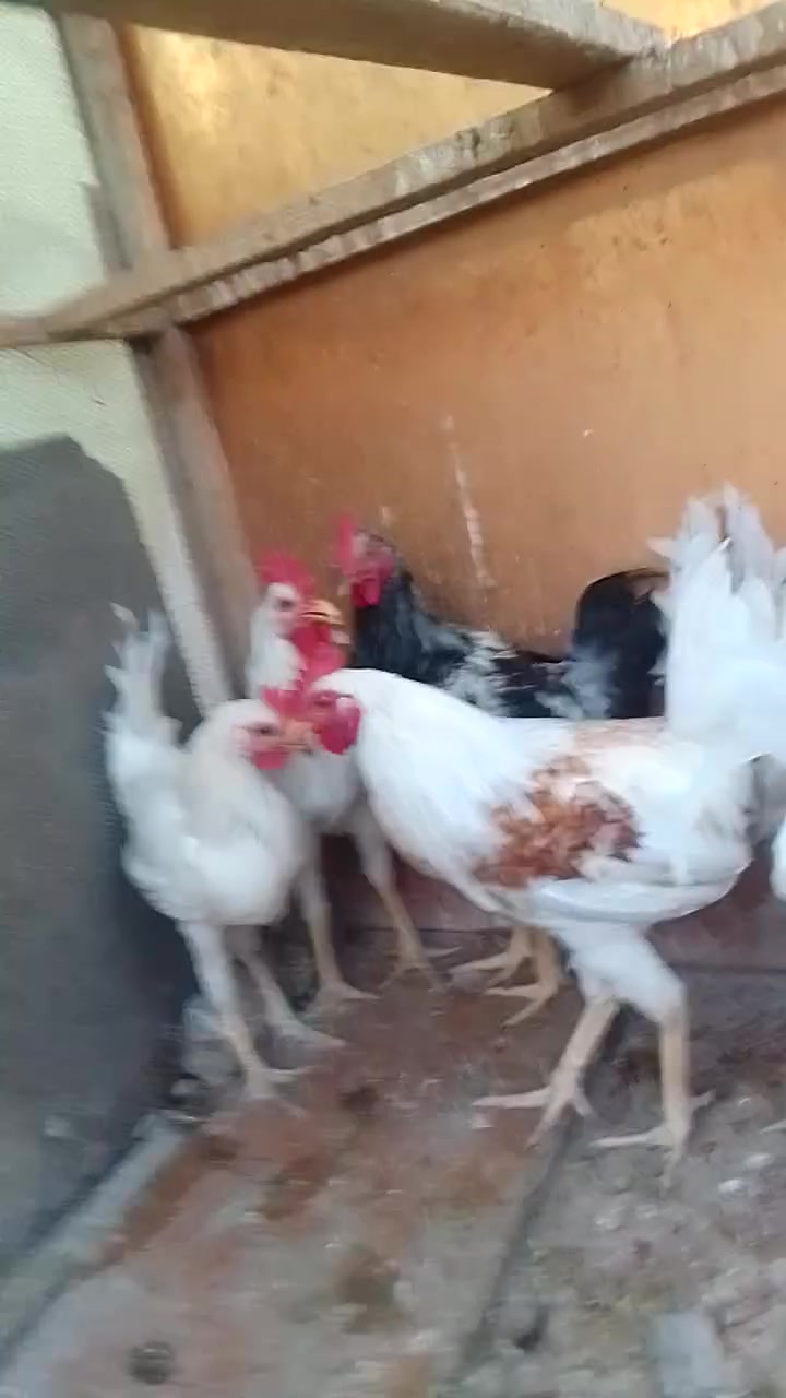متاح للبيع ديوك عرب عددها 8 زوج 15  شلع كله 60 شرط نصاحه فول مكاني قضاء عنه براس الغربي شراي يدخل خاصه ويتصل على رقم الهاتف ***********
