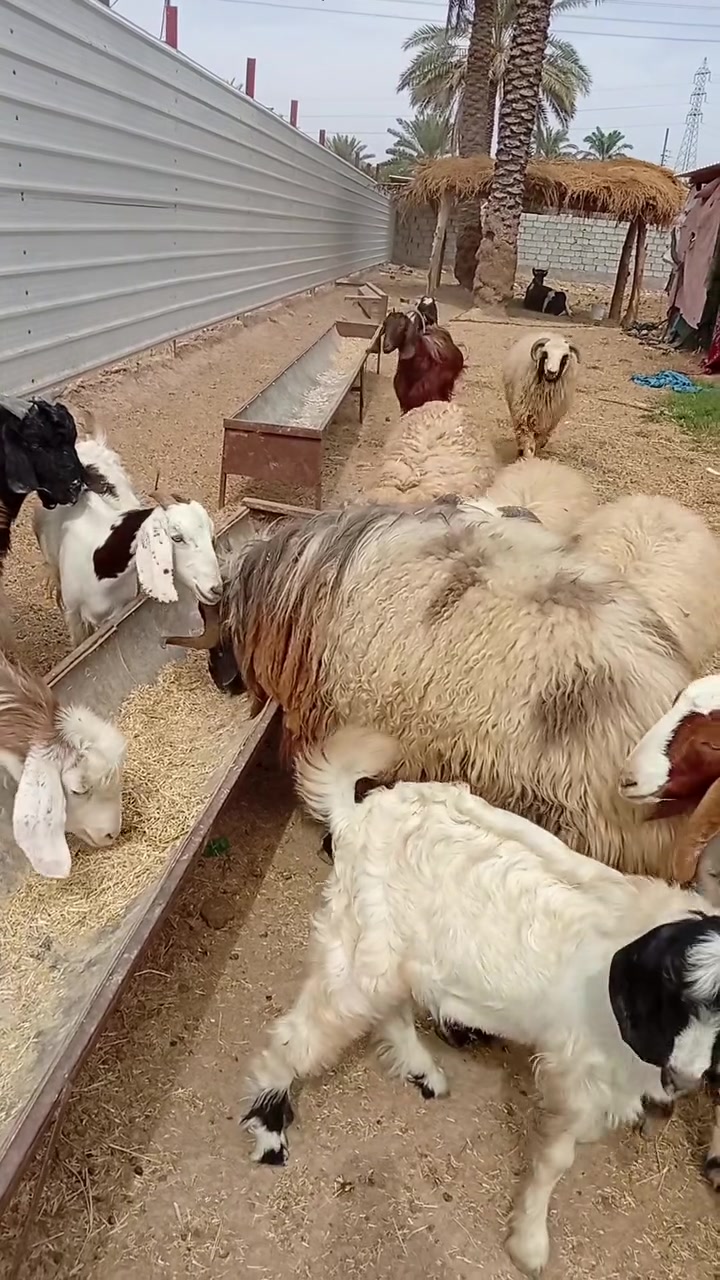 جبش • حلو • الشيخ حمد
