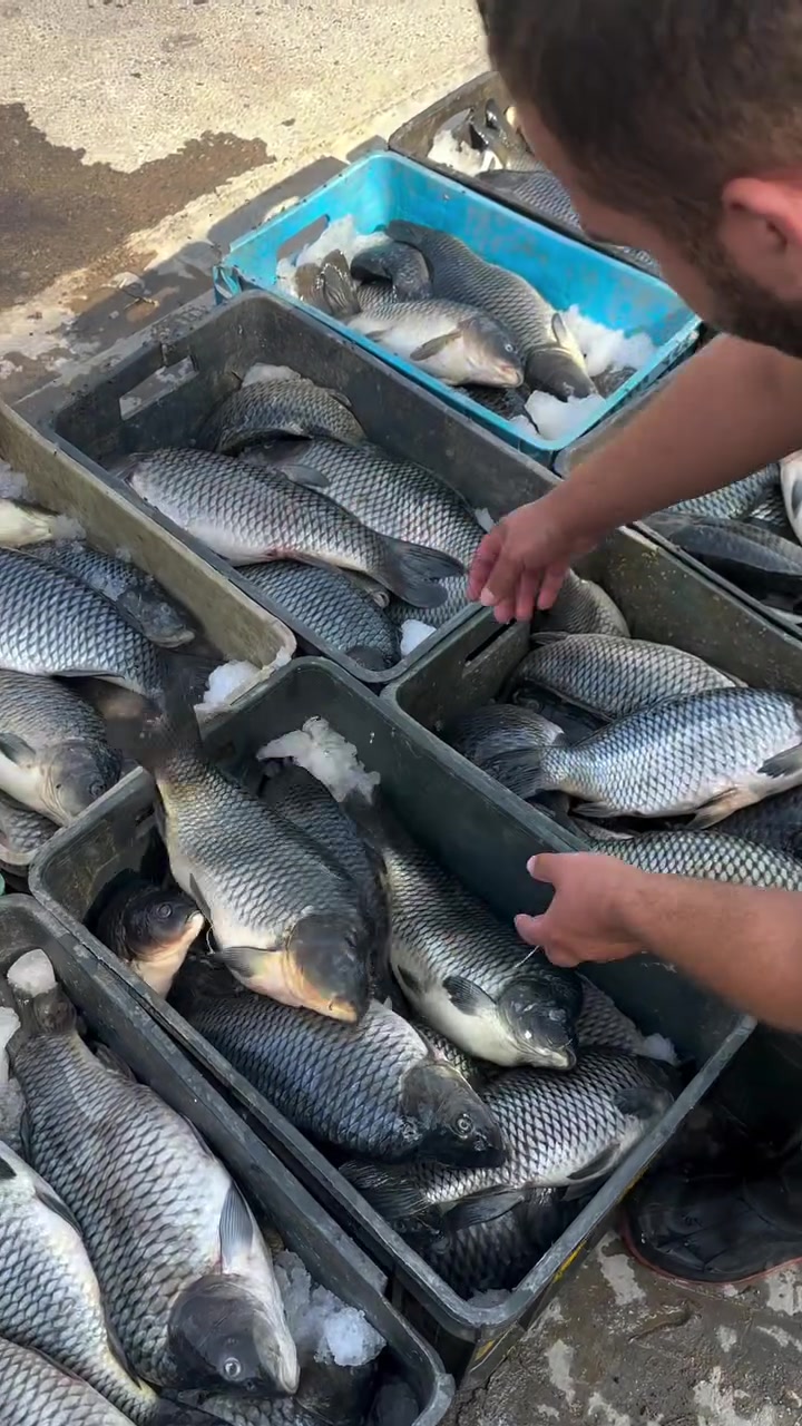 سمج • سمك أقفاص • الأنبار عنه