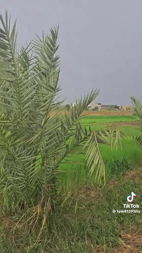 المحمودية • ١٥٠م • طابو صرف