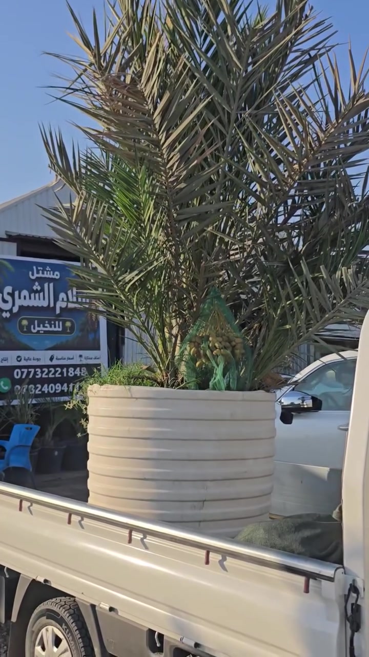 🌴 السلام عليكم ورحمة الله وبركاته، متابعينا الكرام 🌴
📅 اليوم بتاريخ ٢٠٢٦/٨/١٦
بفضل الله وعلى بركة الله، تم اليوم تجهيز أحد الإخوة الكرام من محافظة بابل بأميات من فسائل المجهول النسيجي الحمالة 🌴✨، مع فسائل عدد (٦) ، وسيتم نقلها بموجب كتاب رسمي صادر من دائرة زراعة واسط إلى دائرة زراعة بابل 📄🌿.
🌱 متوفر لدينا أيضاً:
💚 البرحي النسيجي
💚 المجهول النسيجي
📏 وبأحجام وأعمار مختلفة تناسب مختلف الاحتياجات.
🔬 جميع الفسائل من مختبرات رصينة وموثوقة، وبجودة عالية ومواصفات ممتازة 🌱✅.
🤝 ونتعهد لكم بمطابقة الصنف واستمراره مطابقاً للصنف لحين الإثمار 🍇🌴، حرصاً منا على ثقة زبائننا الكرام وجودة ما نقدمه.
──
للاستفسار الاتصال على الارقام التالية📞 :
*********** /***********او مراسلة الصفحة.
 العنوان📍 : واسط /قضاء الصويرة /مجاور محطة وقود ديار شمر
