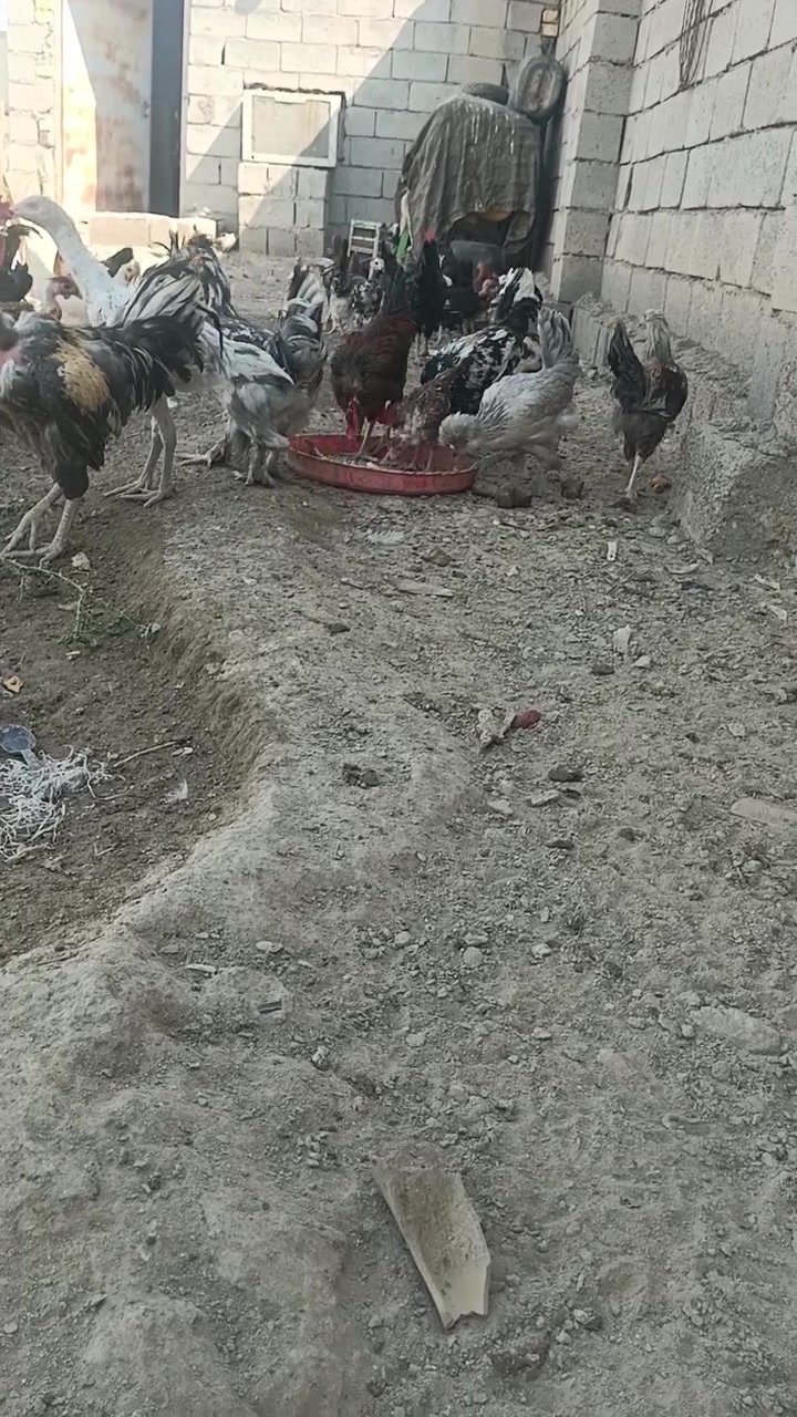 يا الله يتوفر دجاج سلطاني وجبه على بياض دجاج حلوه نضيف زينه حدايق 10زواج تيله وكلاش ضخام سعر زواج 50الف شراي تصل ***********
