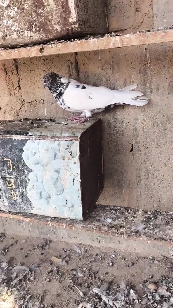 فسفس • عدد ٢ • حديثه شيخ حديد
