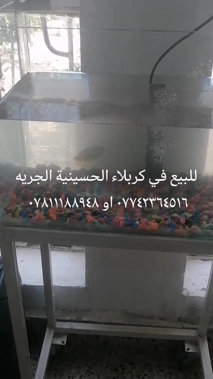 لا توجد تفاصيل
