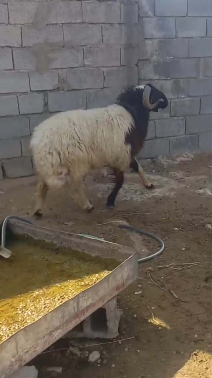 جبش • درجة اولى • حديثة