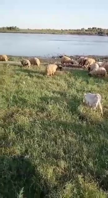 السلام عليكم مكلف بل نشر اتصل عل رقم 
اخوان يوجد غنم دج وصخلات  للبيع العدد 58 السعر اتصل وتدلل العنوان الشرقاط قريت شكراً 
هاتف/***********
رجاءً الموشراي لا يتصل
  باقي تفاصيل اتصل عل رقم
