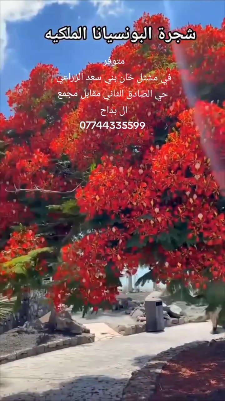 بونسيانا حمراء • شتلات ٢م • تتحمل أجواء العراق