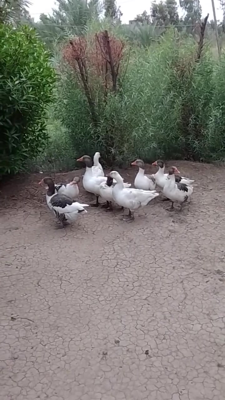 بط • ٩ قطع • البياع سويب