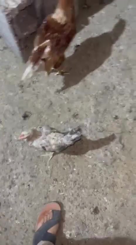 بسم الله مشاء الله اللهم صل على نبينا محمد وعلى ال محمد
اخوان توفر هاذا الحلال فراريج كويتي نقشات كلش حلوة مثل ماموضح بل فديو عدد خير من الله ومتوفر دجاج عرب وديوجة عاليات كلش حلوات تريد شلع تريد بس الصغار اني حاضر الفراريج  زوج 16 وال أمايات زوج 25 عرب درجة اولاً مع وجود ديج هراتي عالي وخشن مرتب كلش مع وجود دجاجات عدد ثنين جواهن افراخ كلش حلوة كلشي موضح بل تصوير
العنوان : بغداد التاجي منشأة نصر منطقة ابو صريويل قرب مدرسة بيروت الابتدائية 
رقم هاتف 📞 *********** في حال عدم الرد 

 هاذا الرقم موجود.  ‭***********‬

وتساب ***********
