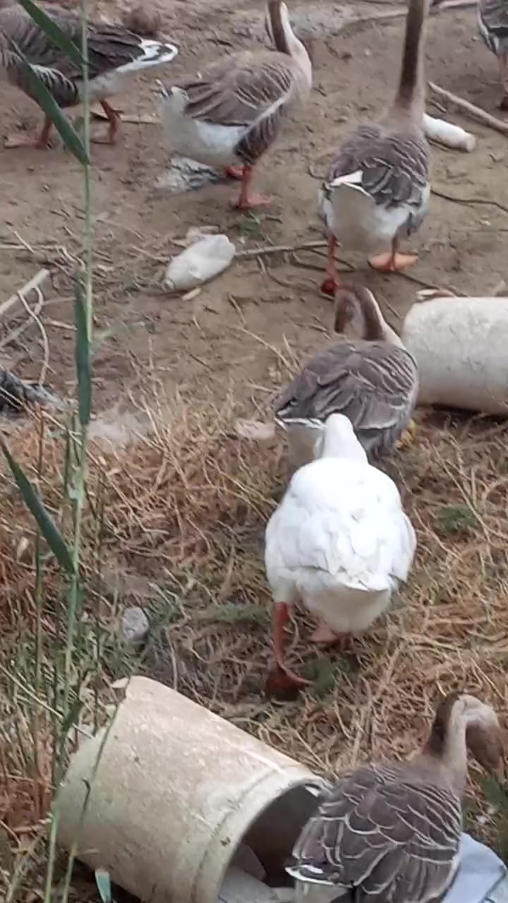بط كوبرا • ٢٥ قطعة • شاميه