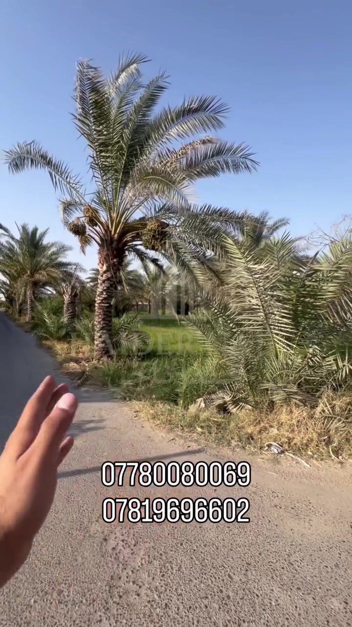 قطعة ارض ركن للبيع مساحة 3 دونم 
الوجه 81 م ونزال 92 م طابو زراعي سند 25 موقع بغداد التاجي سبع البور البصام 
سعر الدونم 98 مليون وبي مجال للاستفسار مراسله الصفحه او الاتصال برقم ***********
***********
  @إشارة
#اكسبلور #دوانم #بغداد #التاجي #سبع_البور #العراق #عقارات #ارض
