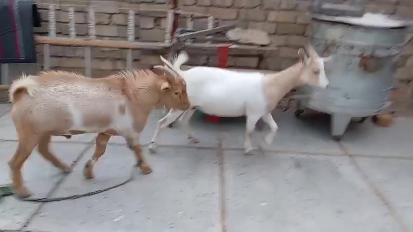 ماعز بلجيكيات • حامل • بغداد بسمايه