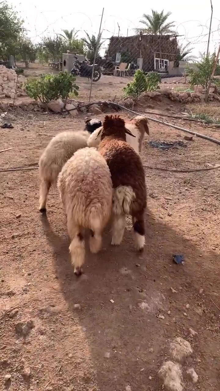 طليان • ٣رؤوس • الأنبار