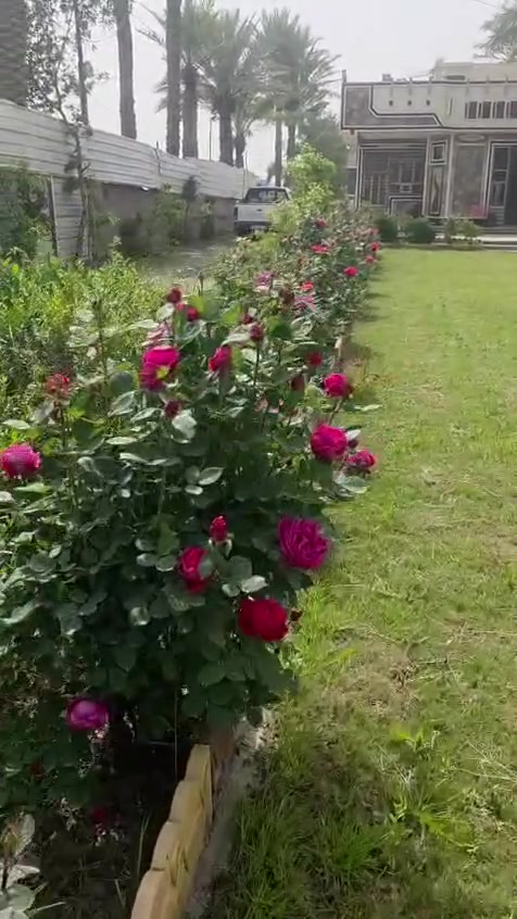 لبيع ٢ دونم طابو ٢٥ قرب علوه الرمل مباشر على شارع تبليط جانب العلوه  خلف البانزين خانه فيه بيت ٢٠٠ متر وبيت صغير مسيجه الارض وبي بستان تفاح ونخل وحمضيات وحدائق وبي اجازت بناء *********** الموق ترفيه وايضا تجاري
