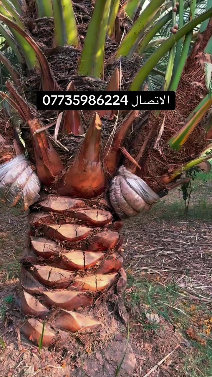 نخيل • الصويره واسط • ١٨/١٠/٢٠٢٦