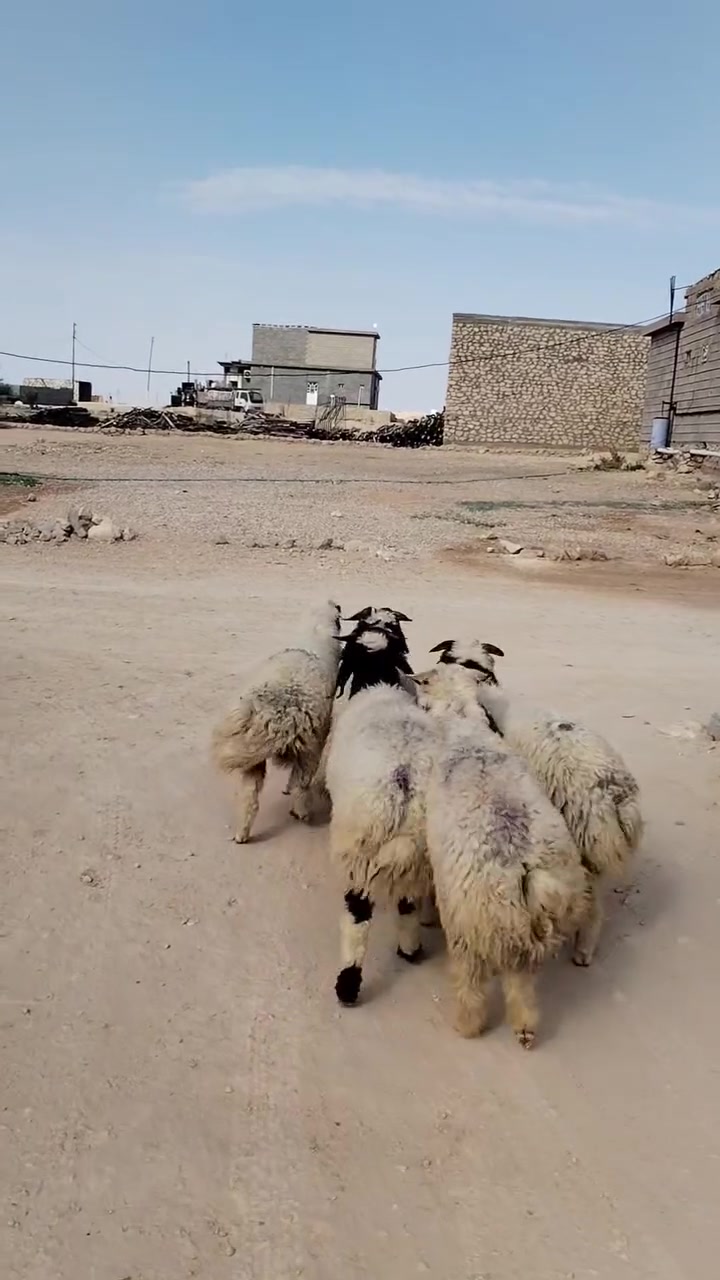 خمس طليان درجة أولى 🌸 ***********
