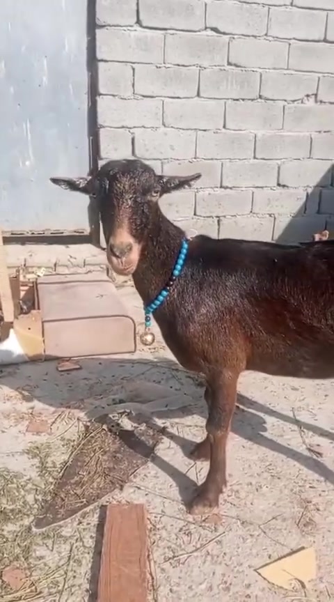 نثيه البين جمه اصل  مكاني بغداد قريب على السلاميات والشعله اعشره ابيع فارغه ***********
