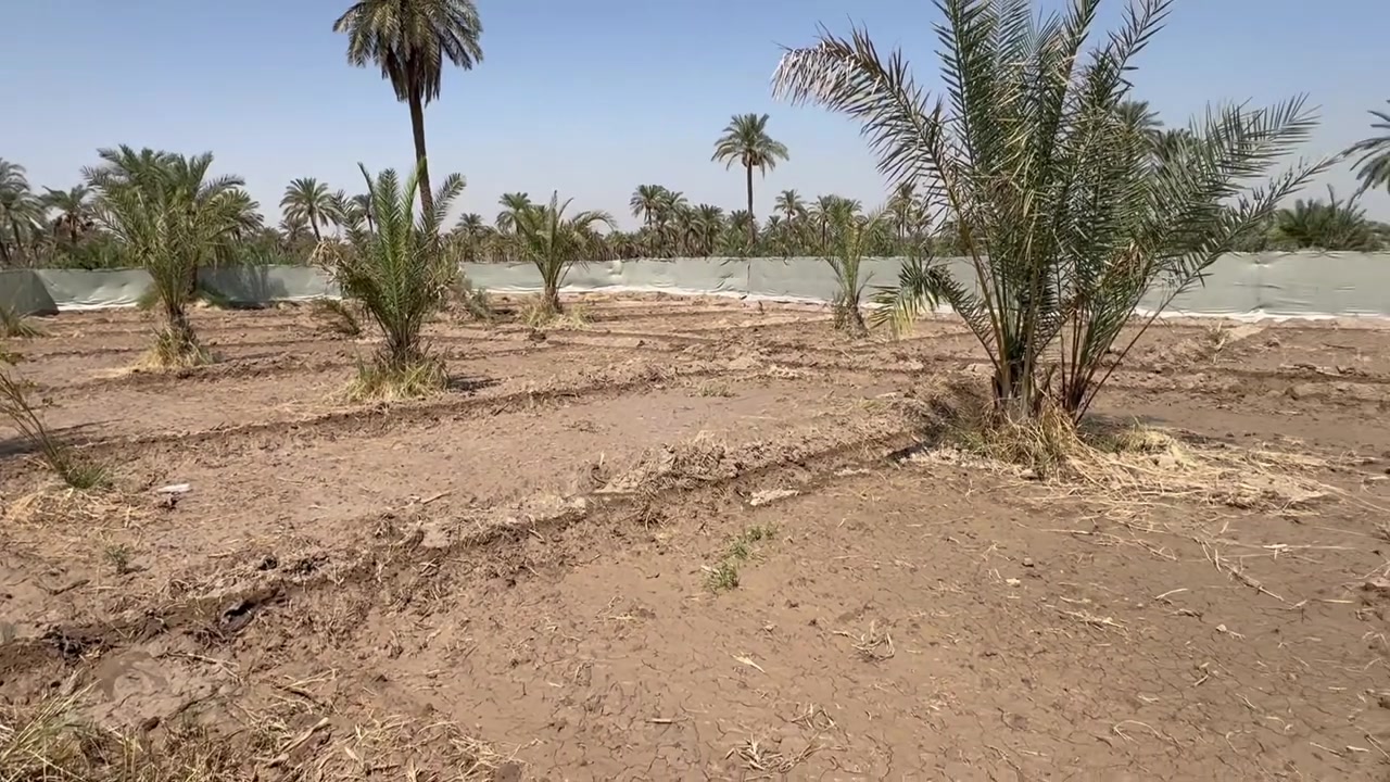الحيرة شارع الصنين • ٢٠٠٠م • سند ٢٥