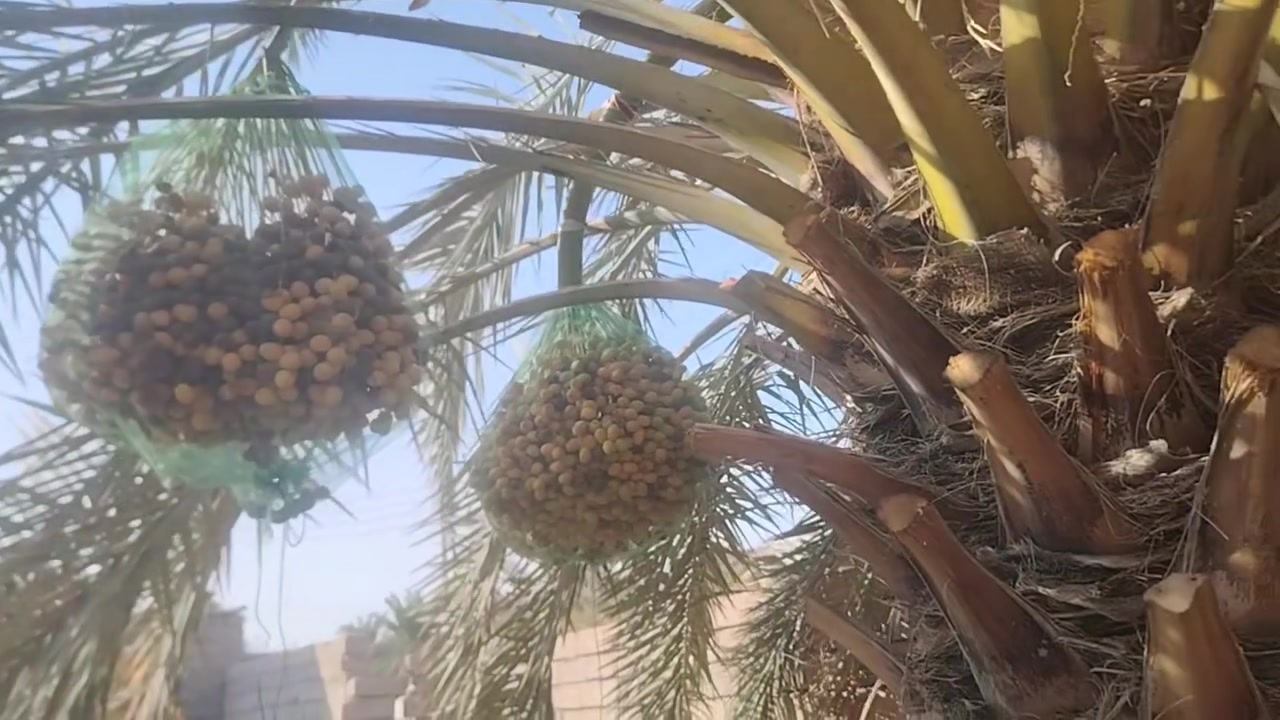 حمل برحي حر درجه اولى للبيع مكان بني منصور ابو غريب ***********
