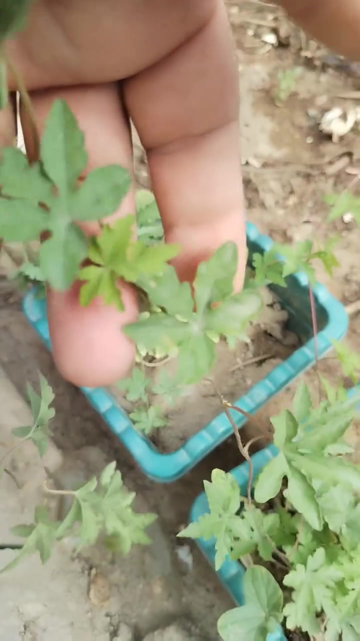 متسلق ست الحسن • بذور وشتلات • السماوه