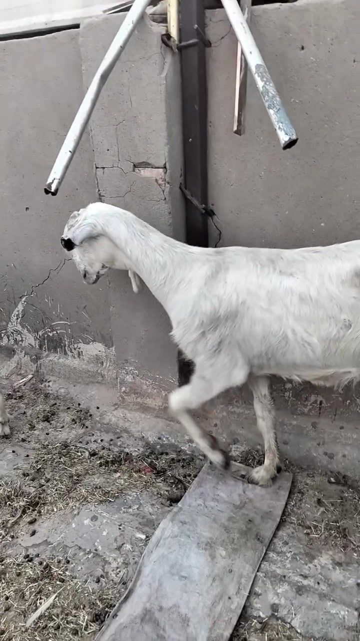 السلام عليكم سخول سوريات مطافيل وراهن نثايه الون أبيض طلق نوادر وماخذات فحل فوك بناتهن وحده سالمه سن وشطر  وثانيه سالم سن وتك ضرع العنوان بغداد ويوجد توصيل جميع المحافضات حسب الاتفاق ***********
