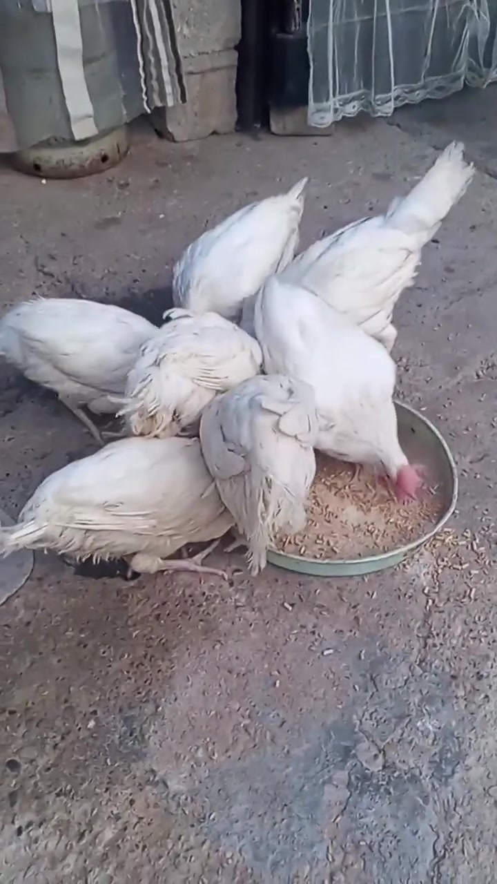 سلام عليكم متاح دجاج مصلح بياض وبصحه وخير من الله وشرط البيض مكان كركوك واحد حزيران  الشراي خابر وتدلل تفاصيل دخل الفيدو *********** العدد 8السعر الزوج عل 10
