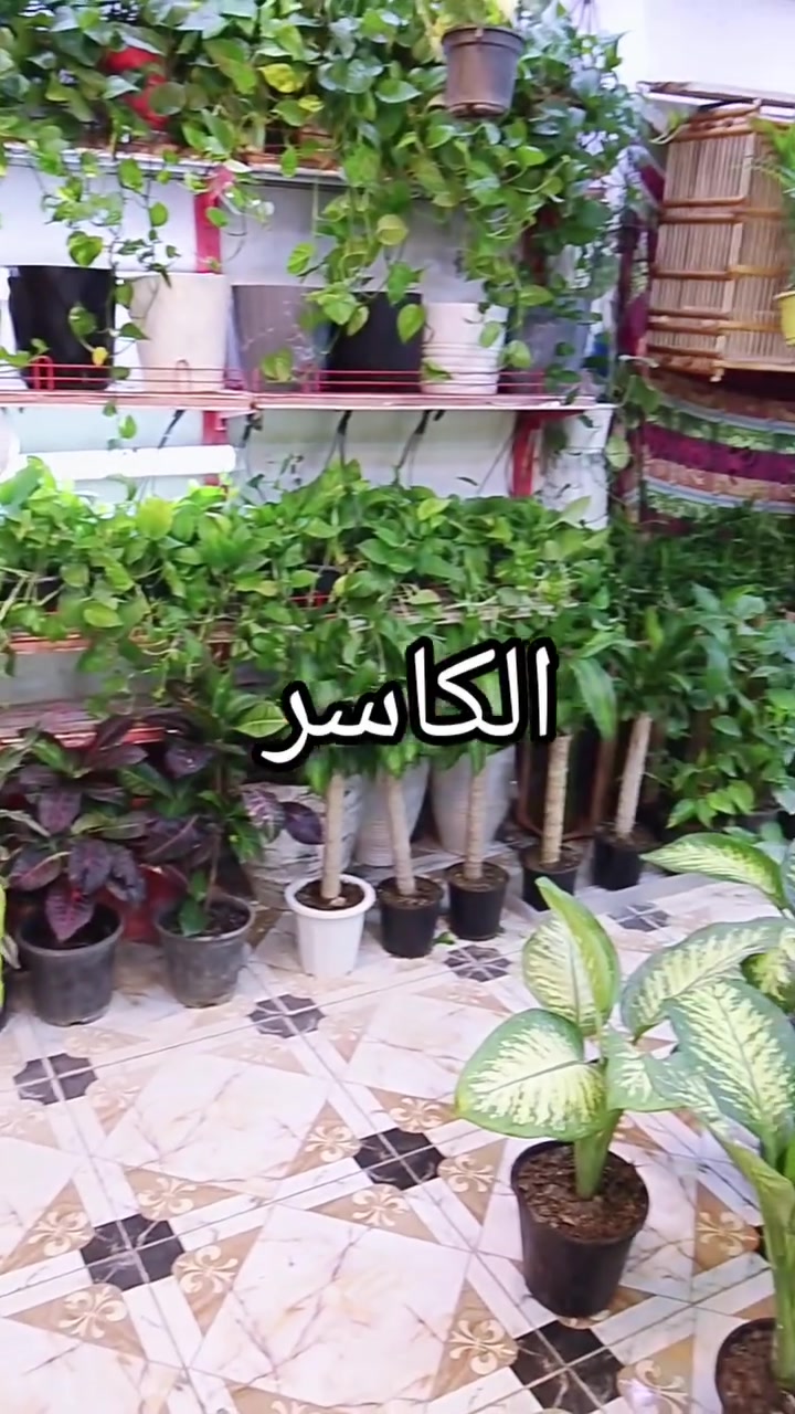 🌿🐠 جمال الطبيعة وحيوية البحار في مكان واحد! 🐠🌿أهلاً بكم في الصفحة الرسمية لـ "معرض زهور وأسماك الكاسر" 🌟يسعدنا أن نقدم لكم تشكيلة ساحرة من أجمل نباتات الظل والزينة الداخلية التي تضفي لمسة من الأناقة والنقاء على بيوتكم ومكاتبكم، بالإضافة إلى أرقى أنواع أسماك الزينة ومستلزماتها لتصنعوا واحتكم الخاصة.✨ نتميز بـ:🌱 نباتات قوية ومنتقاة بعناية مع دليل مبسط للعناية بها.🐠 أسماك زينة حيوية تضفي بهجة وطاقة إيجابية للمكان.🚚 خدمة توصيل سريعة وآمنة تضمن وصول طلبياتكم بحالة ممتازة.💬 للطلب، الاستفسار، أو طلب النصيحة، راسلونا مباشرة عبر رسائل الصفحة، أو تواصلوا معنا عبر الواتساب: [***********]✨ "معرض الكاسر".. بوابتكم لطبيعة تنبض بالحياة داخل منازلكم ✨

