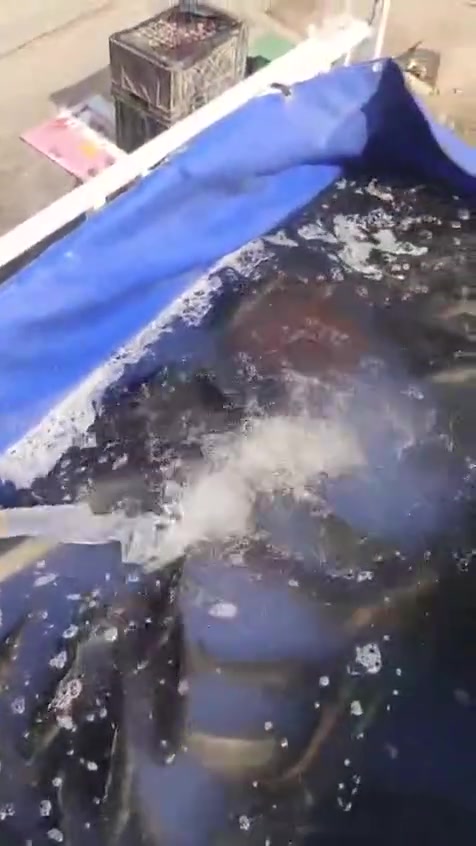 🐟 محل أبو أمير للجوادر 🐟

🚜 عمل جميع أنواع الأحواض المائية
الخاصة بالمرشات الزراعية ولتربية الأسماك 🐠
كما يتوفر عمل أحواض لنقل وبيع الأسماك لجميع أنواع السيارات 🚚

✅ تصنيع حسب القياسات المطلوبة
✅ مشمع درجة أولى
✅ جودة ومتانة عالية
✅ تفصيل حسب الطلب

📲 للتواصل والطلب:
***********
***********

#العراق #بغداد #البصرة #ديالى #المتابعين #الجميع
