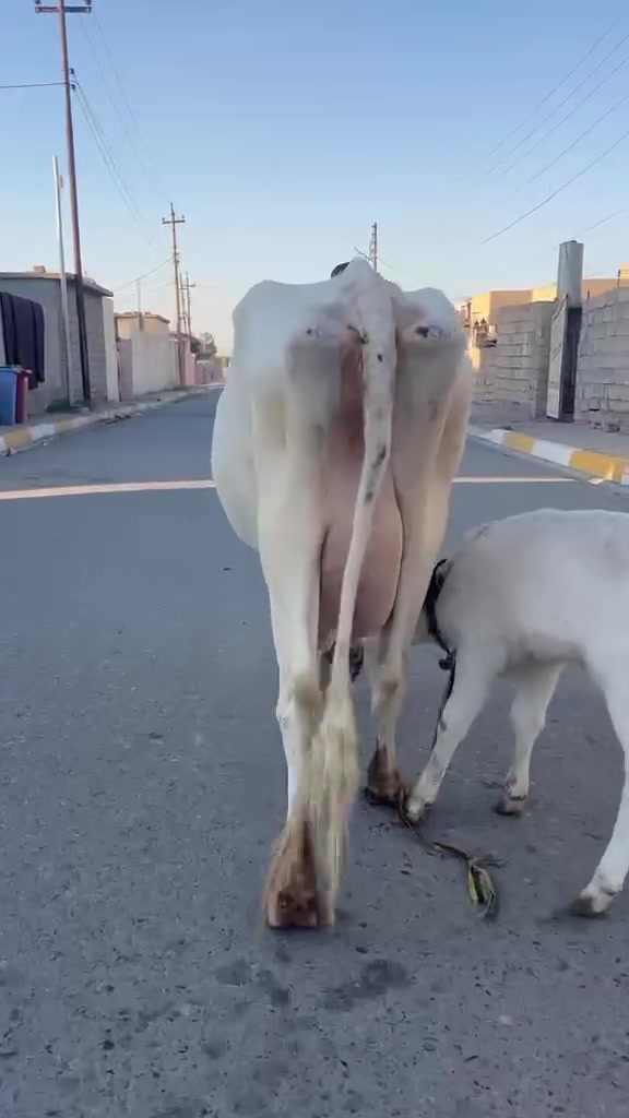 بچر فرنسي • شرط الدسامة • ناحية الزاب