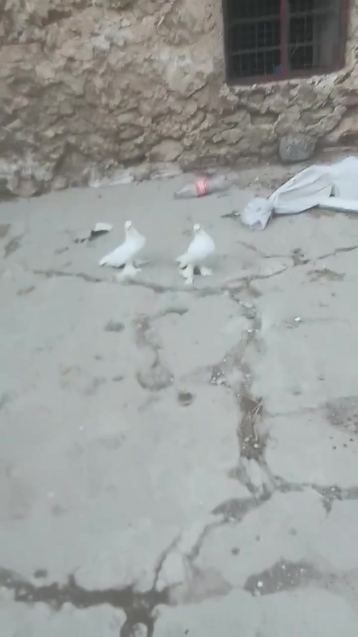 زوج نجفي • شرط افناص