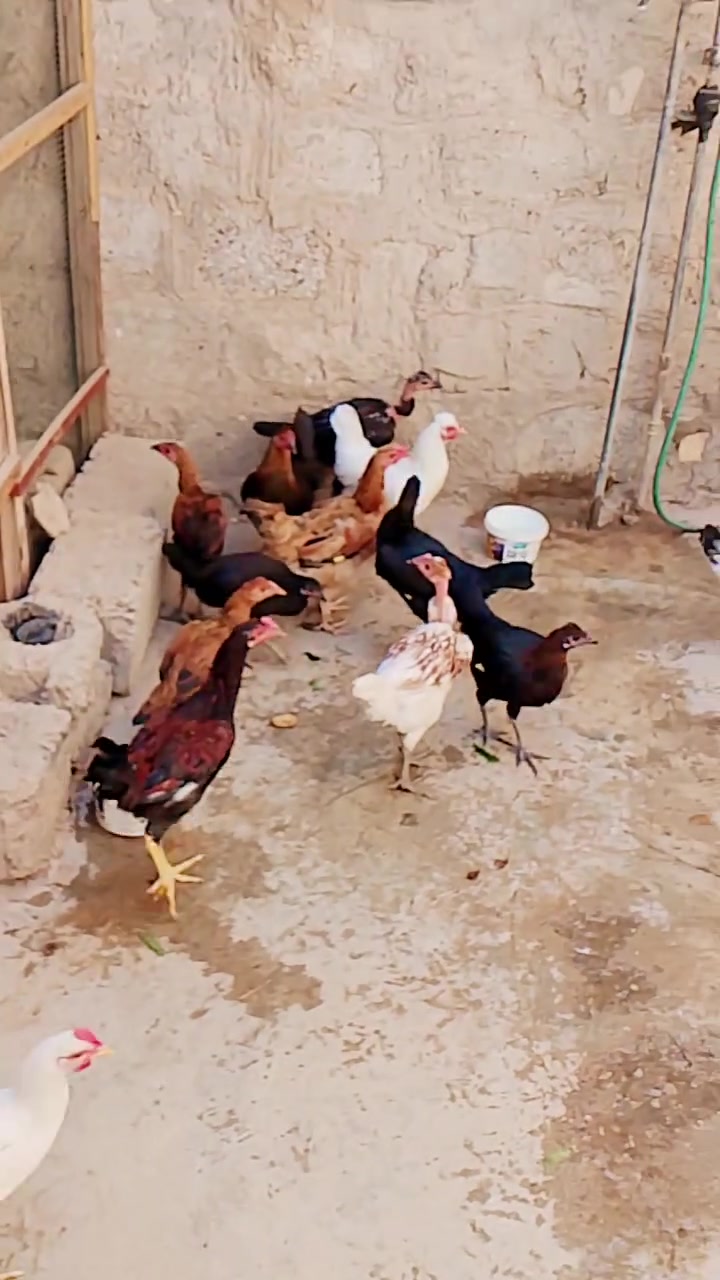 للبيع • ديالى ناحية كنعان • شرط النصاحه
