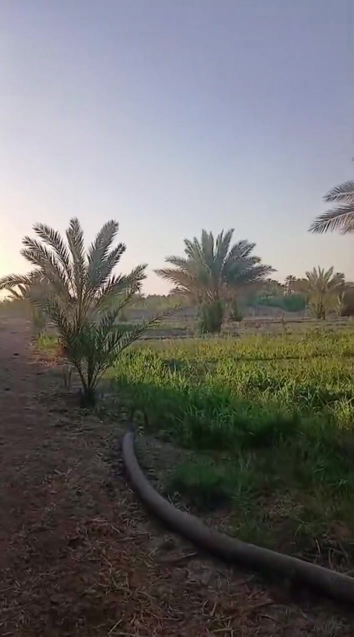 🏡 فرصة مميزة لامتلاك بستان مثالي بالقرب من مدينة العزيزية 🌴

📍 الموقع: واسط – العزيزية، بعد جسر برينج
⏱️ يبعد عن مركز مدينة العزيزية 5 دقائق فقط.

🔹 تفاصيل العقار:
 المساحة: 2 دونم.
- مزروع بـ 70 نخلة متنوعة الألوان.
- واجهة تزيد عن 50 متراً.
- نزال 100 متر.
- ثاني قطعة عن الشارع الرئيسي.
- طريق خاص بعرض 4 أمتار يصل مباشرة إلى البستان.
- تتوفر جميع الخدمات:
  - 💧 ماء إسالة.
  - 🚜 ماء سقي.
  - ⚡ كهرباء.
- أرض خصبة بنسبة 100%، مناسبة للزراعة أو للاستثمار الزراعي.

💰 السعر المطلوب: 130 مليون دينار عراقي
✅ السعر قابل للتفاوض.

📞 للاستفسار اكثر مراسلة الصفحة الرائد للاستثمار العقاري 
او الاتصال على الارقام 

*********** احـمـد العباسي 
*********** مؤمل احسان 
 
 "الرائد ثقتكم الدائمة واستثماركم الناجح "
#عقارات #عقار #دوانم #أراضي #استثمارعقاري
#استثماردوانم
