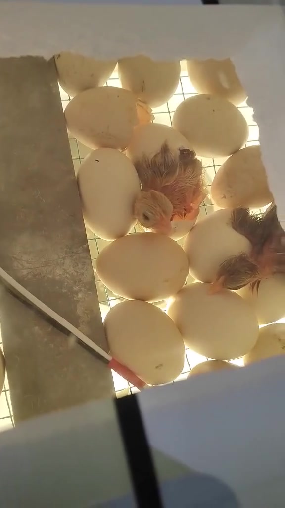 #عرض
 بسم الله الرحمن الرحيم
> مشروعك يبدأ من بيتك 🐔
> تريد تربي دجاج؟ تريد مشروع مربح وانت بالبيت؟
> جبنالكم الحل: فقاسات أحمد الأصلية 
> 📦 المواصفات:
> - سعة 60 بيضة دجاج (تكفي بط ووز ودجاج)
> - هيكل فلين قوي يحافظ على الحرارة
> - شاشة رقمية لقياس الحرارة والرطوبة
> - نسبة تفقيس مجربة 95% - 98% مثل ما شفتو بالفيديو 👇
> 🎁 الهدايا:
> توصيل مجاني لكل محافظات العراق + ضمان حقيقي + تعليم طريقة التشغيل من الألف للياء
> 💰 السعر: 60 ألف دينار فقط بدل 75 ألف - عرض لفترة محدودة
> 📞 ***********
> #فقاسات #دواجن #مشاريع_ #منزليه

نص مكتوب في الصور:
- من بيتك.. ابدأ مشروعك فقاسات أحمد العمارة فقس مضمون 60 بيضة 60 ألف سعة الفقاسة | أمان وجودة عالية | مثالية للمشاريع المنزلية توصيل لكل العراق للطلب والاستفسار: *********** منتج محلي • ضمان • خدمة ما بعد البيع