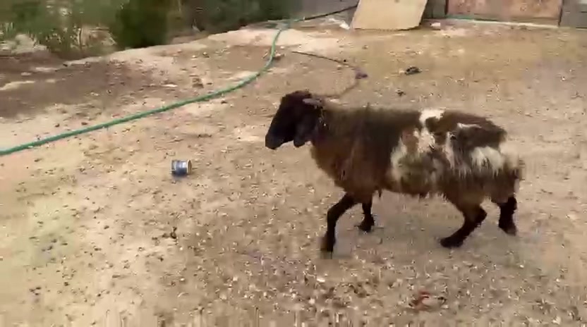 ثنيه درع • ٤ سنون • الانبار