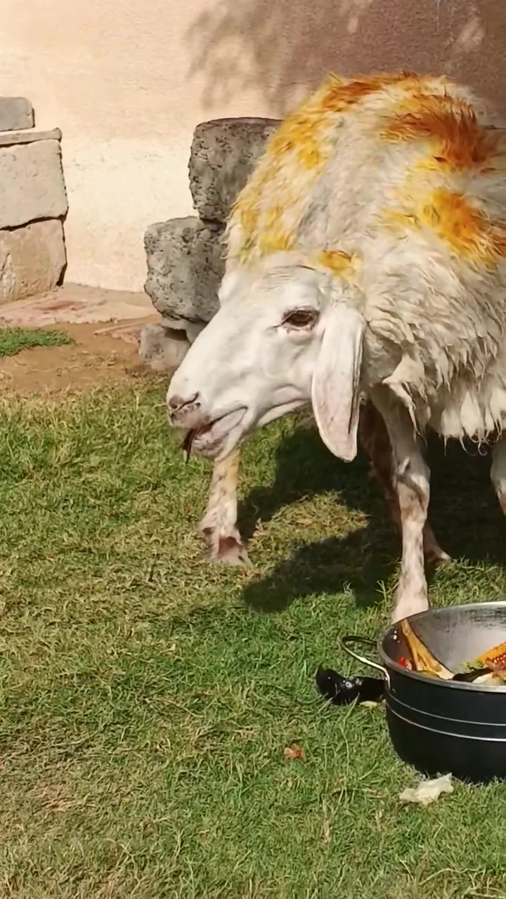 نعجة • نصاحه ٥ايام • صلاح الدين