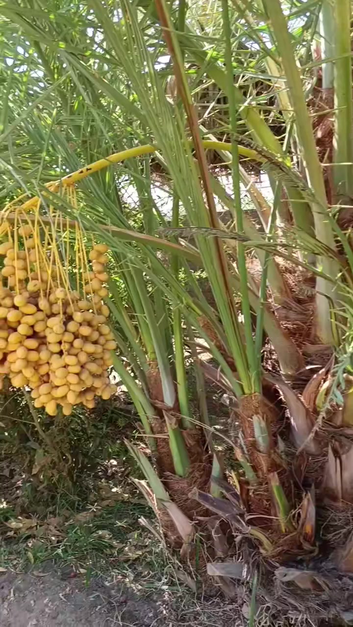 سلام عليكم 
يتوفر 
تال مكتومي
تال معموري 
‏‪***********‬‏
