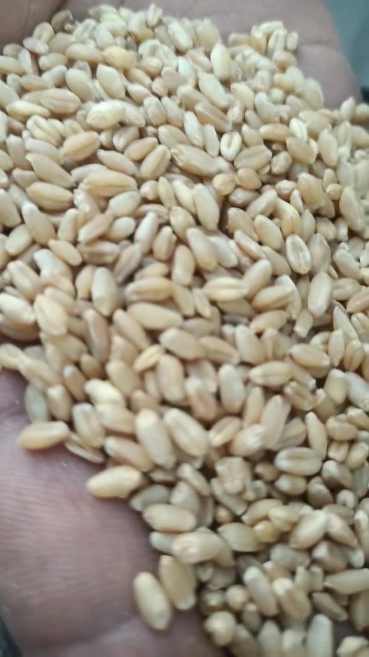 حنطة عربية • نزار • طوز خروماتو