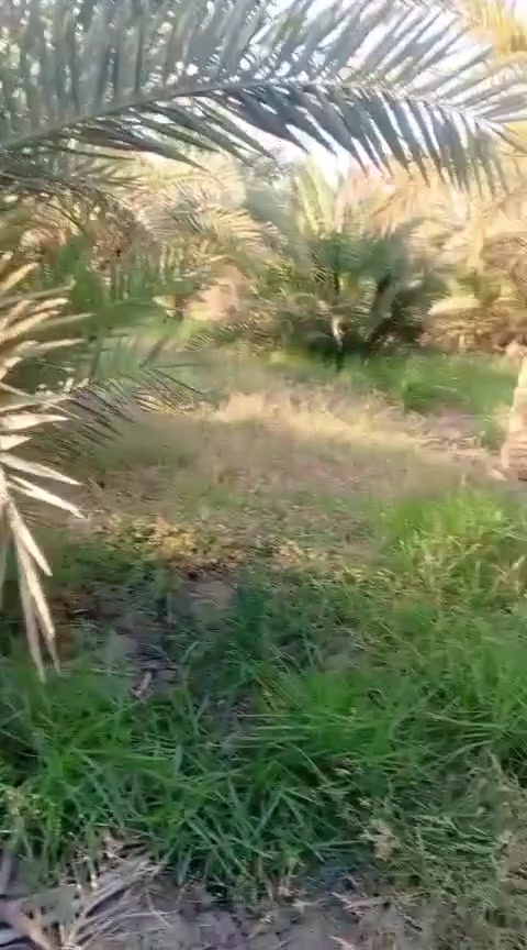 بستان البيع زراعي المساحه دونم وربع بي ٨٠ المكان اسديناويه يم مدرسه التعاون كاف الخدمات موجوده السعر 85 مليون الشراي يتصل على الرقم ***********
