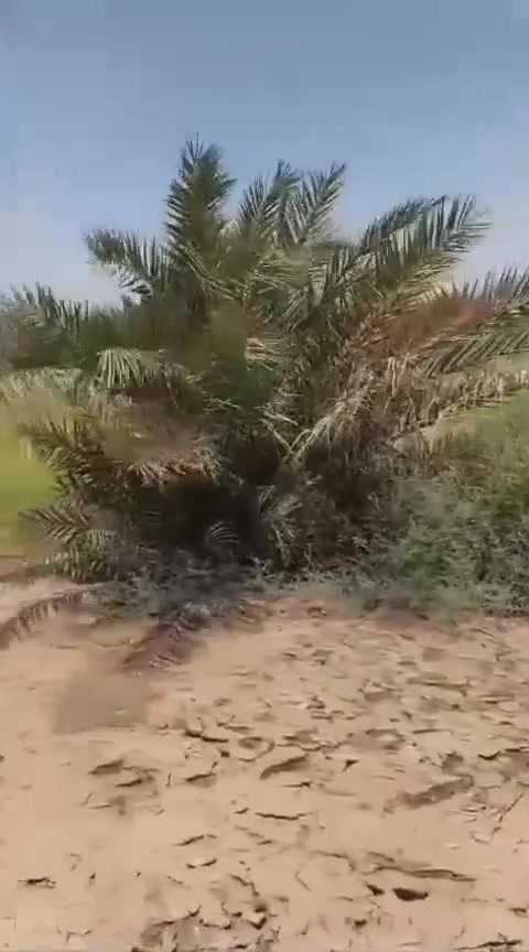 الديوانية التقية الثالثة • ٥ دونم • طابو ملك صرف