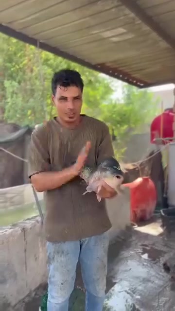 سمج اسود • شوي مندي • توصيل ابي غرق