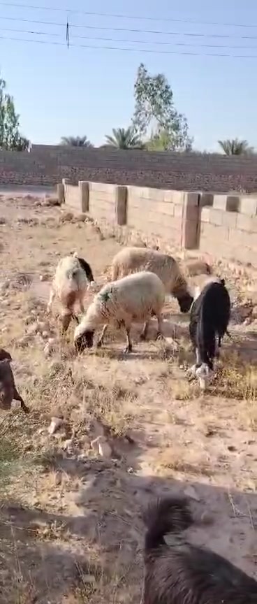 متاح ثلث  3 نعاج امهات ثالث او رابع غنم حلوه ونضيفه شرط نصاح سن وشطر  وعله كل عيب ومحنيات نعاج مال جناي سعر زوج 615 المكان حديثه ***********
