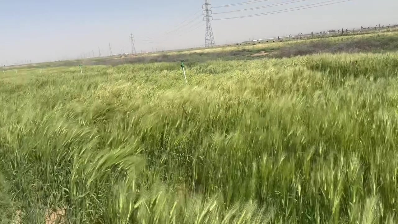 8 دونم للبيع منطقه الجسر الفرنسي قرب الصحابي عبدالله بن الخباب على الشارع التبليط مباشر الواجه30 والنزال 450 عقد 117 تباع كله او نصفها يعني تريد 8 دونم او 4 دونم ابيع  الفيديو من زراعه العام الماضي تم زراعه نصف المساحه سعر الدونم الواحد 19 مليون ***********

